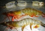 レス9番のリンク先のサムネイル画像