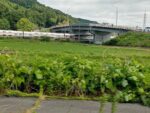 レス1番のリンク先のサムネイル画像