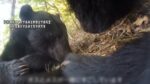 レス1番のリンク先のサムネイル画像