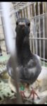 レス21番の画像1