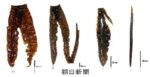 レス1番のリンク先のサムネイル画像