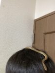 レス12番の画像1